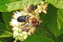 Small image of A leafcutter bee sips nectar from a flower.