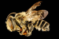Small image of A close-up view of a male leafcutter bee specimen shows its long, backwards-curving antennae and light tan abdominal stripes.