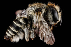 Small image of A close-up view of a leafcutter bee specimen shows its large, dark eyes, semi-translucent wings and light tan abdominal stripes.