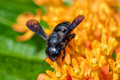 Small image of A leafcutter bee sips nectar from a butterfly milkweed flower.