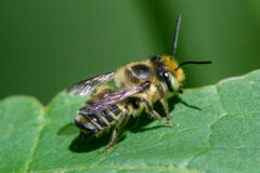 Small image of A leafcutter bee stands on a leaf.
