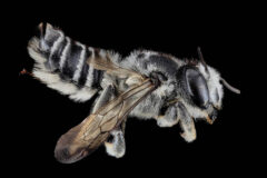 Small image of A close-up view of a female leafcutter bee specimen shows its short antennae and light tan abdominal stripes.