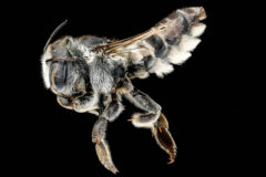 Small image of A close-up view of a female leafcutter bee specimen shows its short antennae and light tan abdominal stripes.