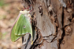 Small image of Seen in profile, a luna moth clings with pinkish legs to the trunk of a tree, its thick, fuzzy, yellow and cream-colored body visible below its green wings.