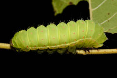Small image of A light green luna moth caterpillar clings to a slender branch.