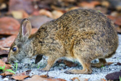 Small image of A marsh rabbit forages for food on sandy soil, its short, rounded ears pointed upwards and its long, dark toenails visible on its hind feet.