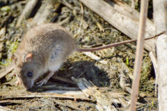 Small image of A marsh rice rat forages for food on sandy soil, sunlight shining on its coarse, grayish-brown fur and long, scaly tail.