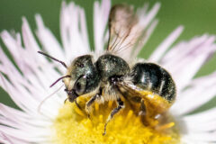 Small image of A mason bee perches on a flower, grains of pollen visible on its legs and body.
