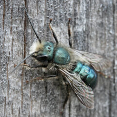 Small image of A metallic green mason bee stands on the trunk of a tree.