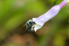 Small image of A mason bee crawls into the small opening of a delicate, trumpet-shaped flower.
