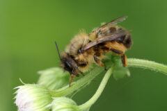 Small image of A mason bee perches on the stem of a flower.