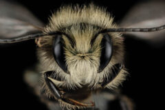 Small image of A close-up view of a mason bee's face shows its large, dark eyes and blonde-ish hair growing on its face and body.