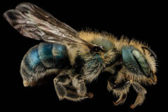 Small image of A mason bee specimen with an iridescent body and light-colored hair on its face, head, body and legs.