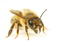 Small image of A mason bee with sharp, pointed mandibles stands in front of a bright white backdrop.