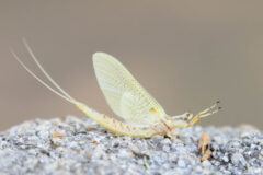 Small image of A cream-colored mayfly stands on a rock, its two long tails curving upward in an arc.