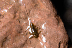 Small image of A mayfly larvae with two tails stands on a rock that is wet with stream water.