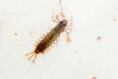 Small image of A mayfly larvae with three tails is seen under a microscope.