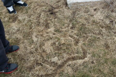 Small image of Seen from above, a narrow path winds through a patch of marsh grass.