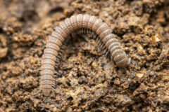 Small image of A cream-colored millipede crawls over soil.