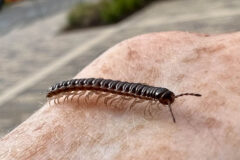 Small image of A dark-colored millipede crawls over a person's shoulder.