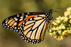 Small image of Seen in profile, a monarch butterfly perches on a flower, its bright orange wings folded upward.