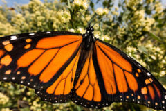 Small image of A monarch butterfly perches on a flower, its bright orange wings held open.