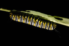 Small image of A monarch caterpillar clings to the underside of a milkweed leaf.