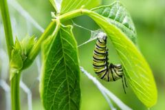 Small image of A monarch caterpillar hangs upside down from the underside of a leaf, its rear legs anchored to a pad of its own silk and its head and forelegs curled inward.