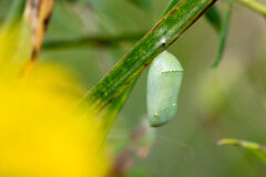 Small image of A monarch butterfly chrysalis hangs from a blade of grass.