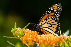 Small image of A monarch butterfly perches on an orange butterfly milkweed flower.