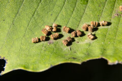 Small image of Monarch caterpillar droppings left on a leaf resemble tiny brown pellets with a distinct three-section bale shape.