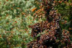 Small image of A large flock of monarch butterflies clings to the branches of an evergreen tree, the air around the tree filled with butterflies in flight.