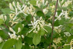Morrow's Honeysuckle