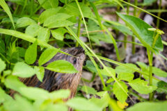 Small image of A muskrat nibbles on green vegetation.