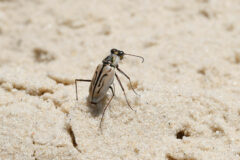 Small image of A Northeastern beach tiger beetle stands in bright sunlight on a patch of sand.