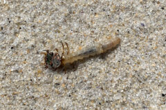 Small image of A Northeastern beach tiger beetle larvae with a cream-colored body and large, dark head walks across the sand.