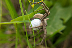 Small image of The egg sac is a dense white ball similar to a tiny golf ball.