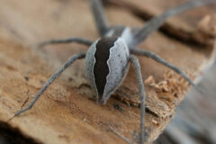 Small image of Nursery spider with a grey body and a dark black striped down its back.