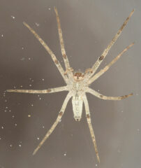 Small image of Underside of a nursery spider.