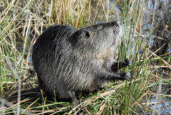 Small image of A nutria grips the thin stem of a marsh plant in its two front feet, pulling it toward its open mouth.