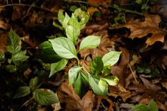 Small image of Oriental bittersweet leaves grow on a young plant.