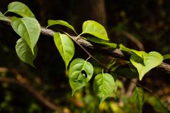 Small image of Oriental bittersweet vine wraps around a branch in the woods.
