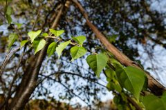 Small image of Oritental bittersweet vine grows along a branch.