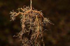 Small image of Oriental bittersweet roots.