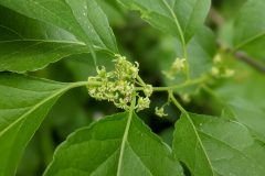 Small image of Small green flowers grow on the oriental bittersweet.
