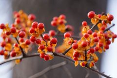 Small image of Red fruit burst out of orange covering.