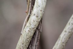 Small image of A thick oriental bittersweet branche wraps around a large tree trunk.