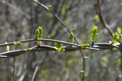 Small image of Oriental bittersweet, wrapping around a tree banch, starts to bud.