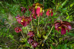 Small image of a collection of pitcher plant flowers Coming up out of the ground towards the camera, which are deep maroon in color and at the end of long leafless stalks.