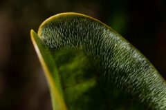 Small image of close up of tiny little hairs on the leaves.